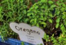 Oregano Öl