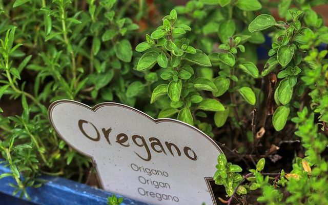 Oregano Öl